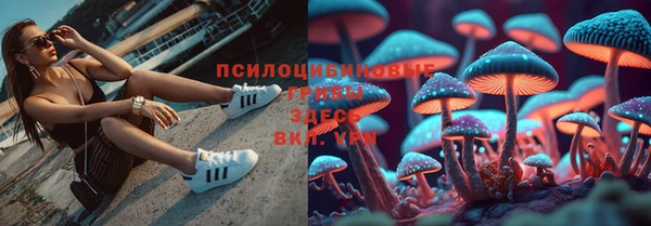 PSILOCYBIN Баксан