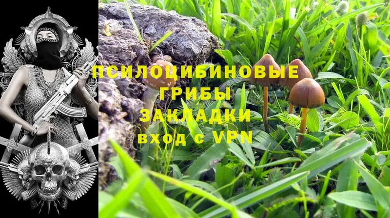 Галлюциногенные грибы Psilocybine cubensis  хочу   Рославль 